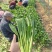 广东菜心甜菜心菜心