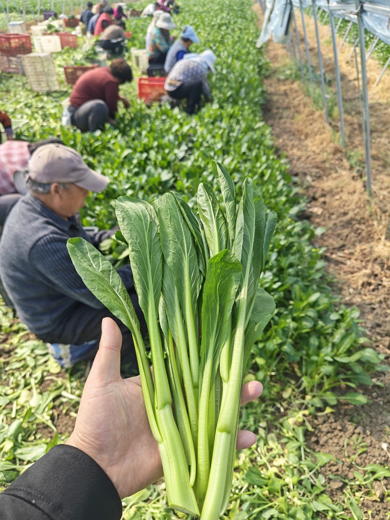 广东菜心甜菜心菜心