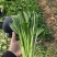 广东菜心甜菜心菜心