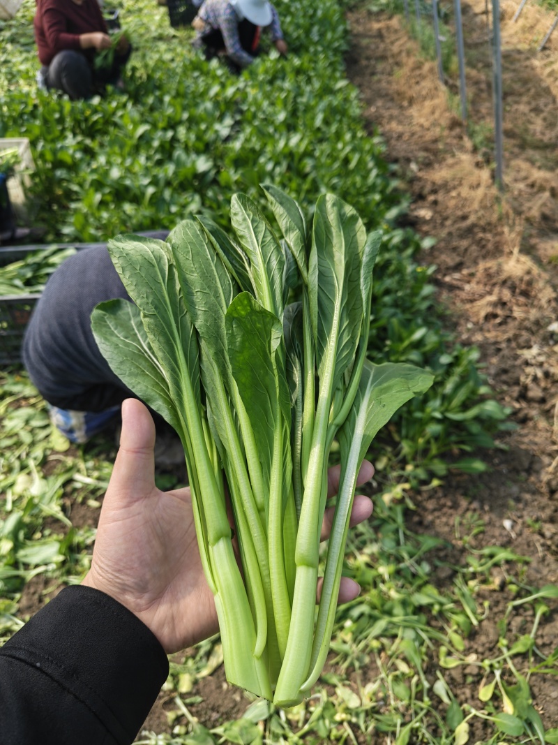 广东菜心甜菜心菜心