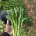 广东菜心甜菜心菜心