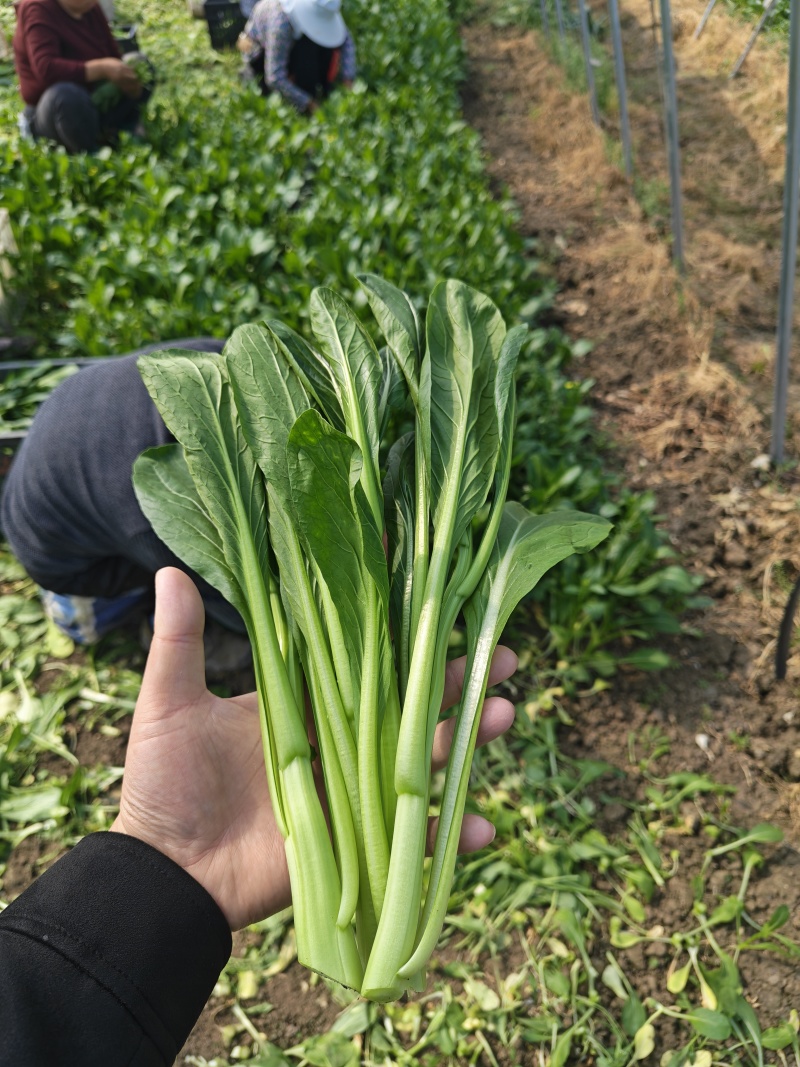 广东菜心甜菜心菜心