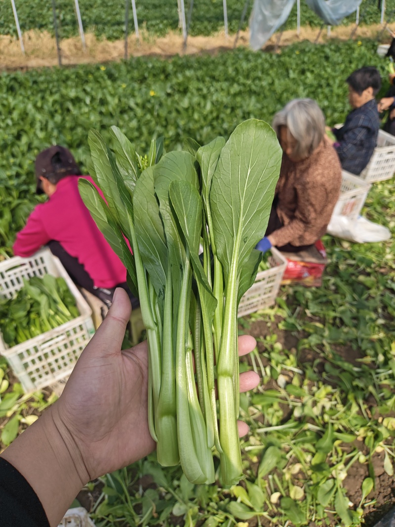 广东菜心甜菜心菜心