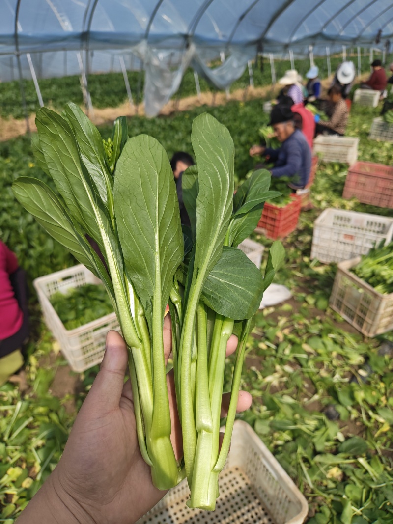 广东菜心甜菜心菜心