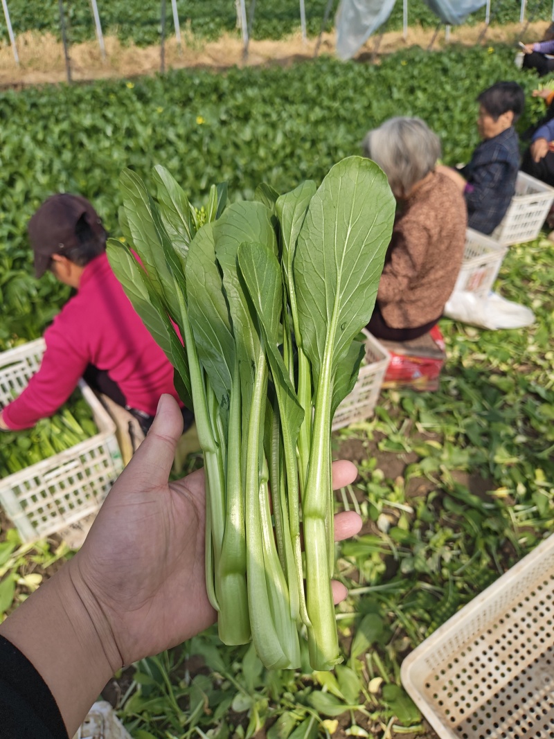 广东菜心甜菜心菜心