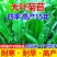 多年生高产牧草，叶片宽大肥厚、鲜嫩多汁，适口性佳鸡鸭爱吃