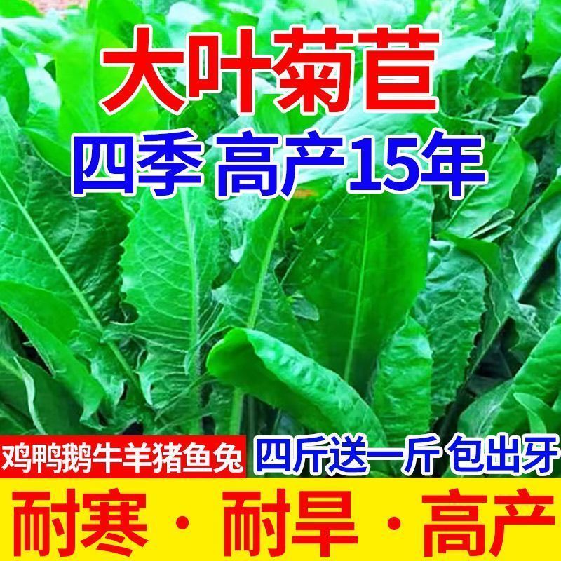 多年生高产牧草，叶片宽大肥厚、鲜嫩多汁，适口性佳鸡鸭爱吃