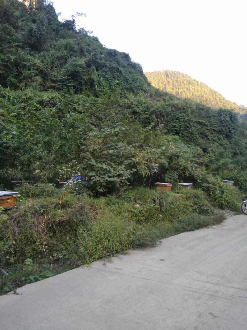 蜂蜜（土蜂蜜，大山深处饲养）