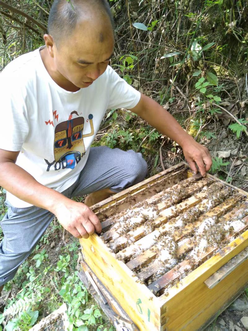 蜂蜜（土蜂蜜，大山深处饲养）
