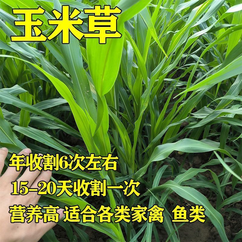 墨西哥玉米草种子耐高温、长势猛、产量高南方夏季疯长。