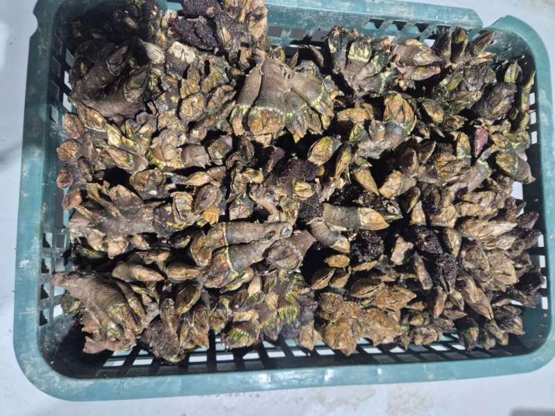 佛手螺鹅颈藤壶，来自地狱的美食