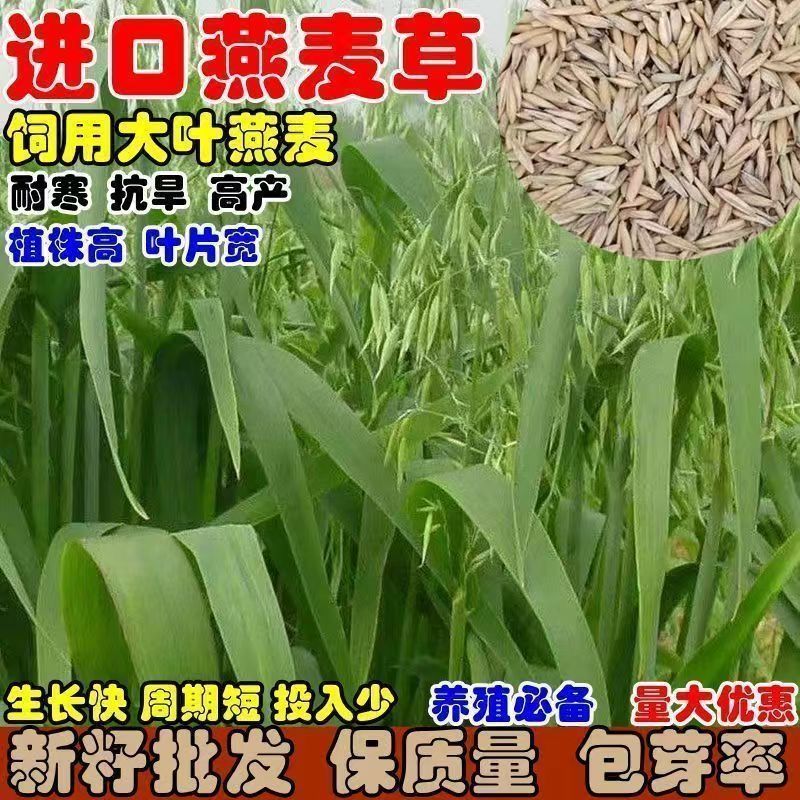 燕麦草，耐寒高产，养殖好饲草！适应性广，南北方都能种