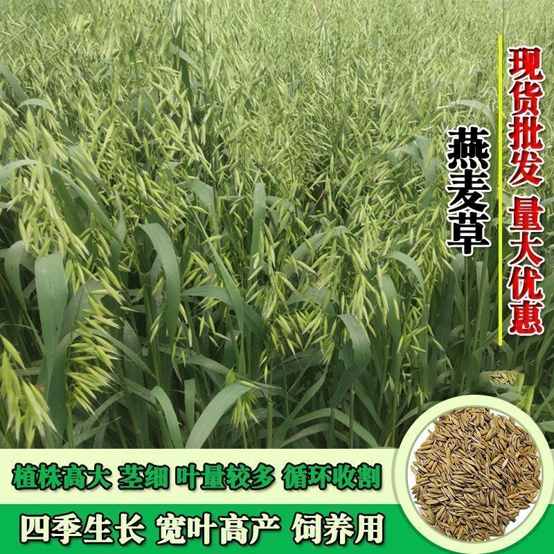 燕麦草，耐寒高产，养殖好饲草！适应性广，南北方都能种