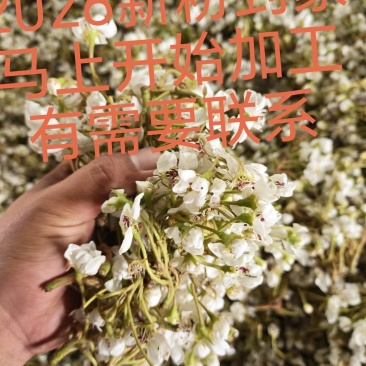 2026年新粉，马上开始加工，保质保量，有需要联系