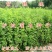 紫穗槐种子护坡固土**耐旱耐贫瘠荒山复垦高速护坡