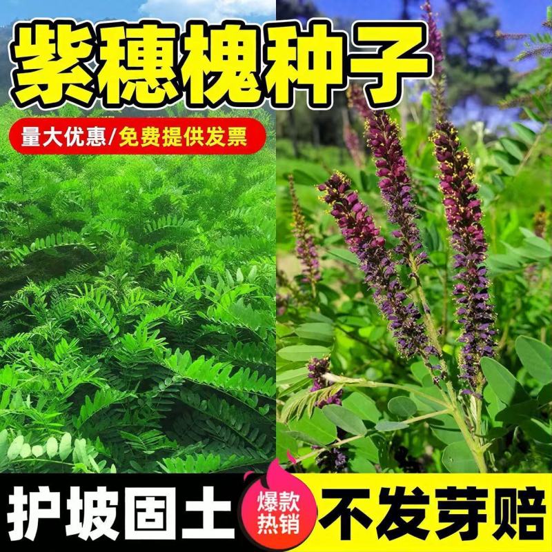 紫穗槐种子护坡固土**耐旱耐贫瘠荒山复垦高速护坡