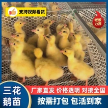 脱温鹅苗，三花鹅产地一手货源，量大优惠，可打疫苗，分公母