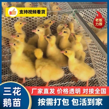 脱温鹅苗，三花鹅产地一手货源，量大优惠，可打疫苗，分公母