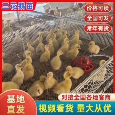 鹅苗脱温鹅苗厂家直发，大量有货，对接全国市场电商平台