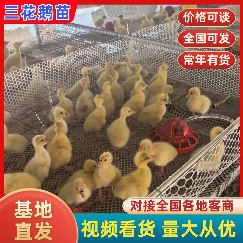 鹅苗脱温鹅苗厂家直发，大量有货，对接全国市场电商平台