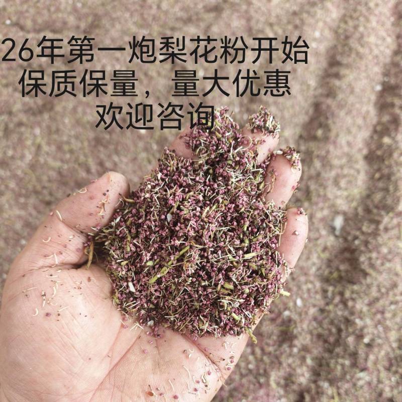全网老铁大家好，这里是河北赵县花粉产地，26年新粉开始