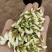 四川现摘现卖新鲜洋槐花苞
