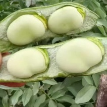 纯豆米农家干蚕豆米颗粒饱满