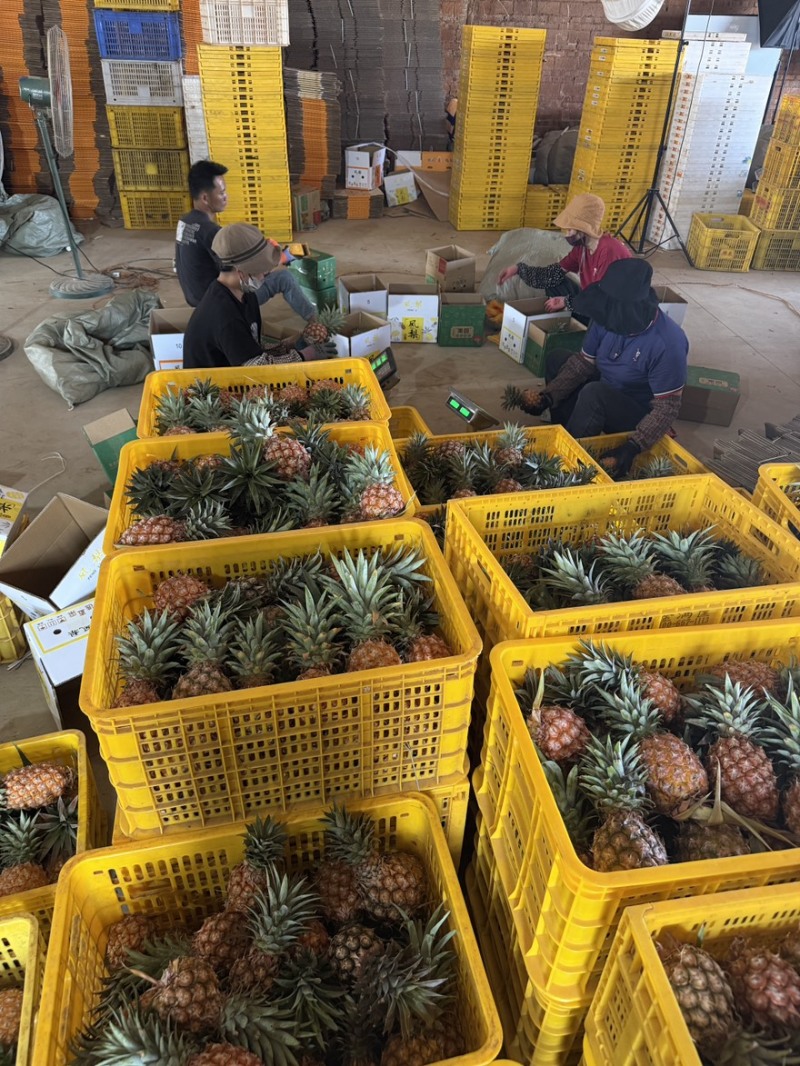 金砖凤梨一件代发源头产地直发，日发2万斤➕能力