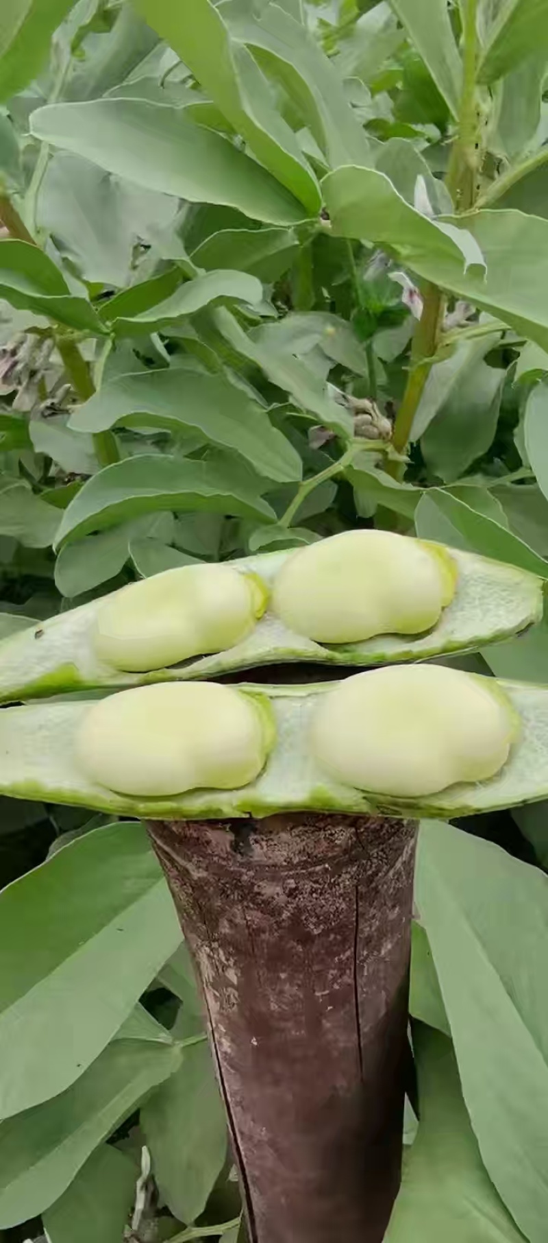 纯豆米农家干蚕豆米颗粒饱满