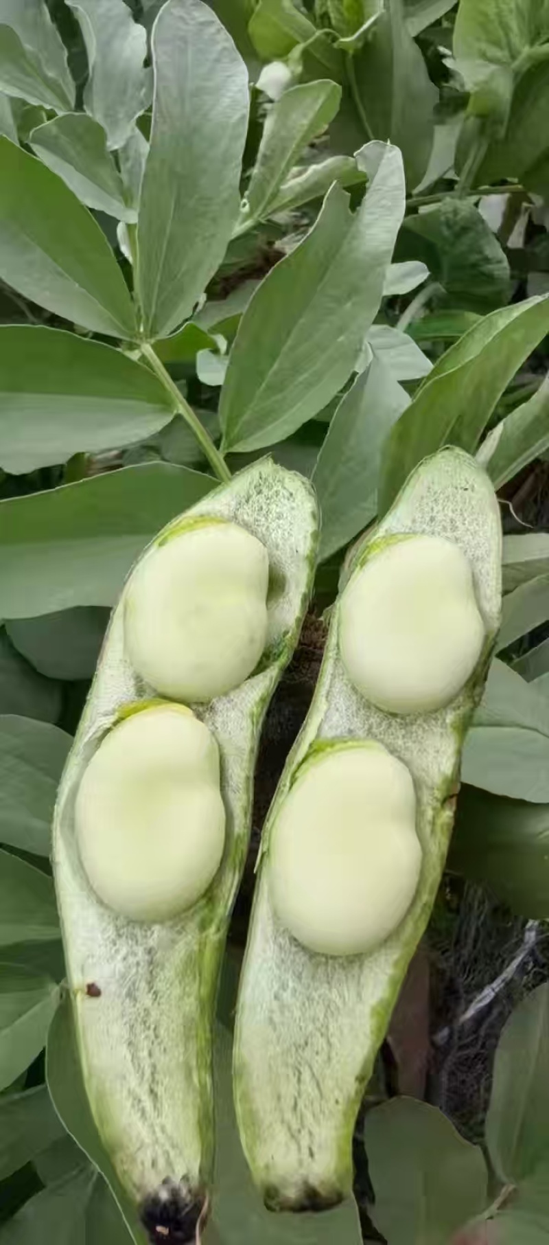 纯豆米农家干蚕豆米颗粒饱满