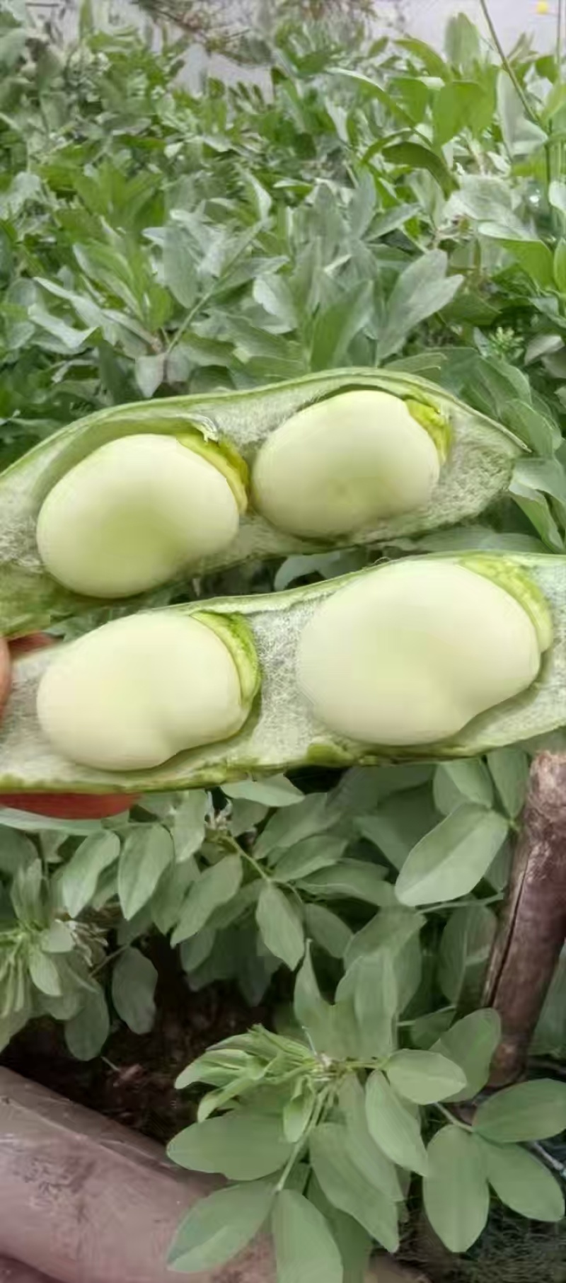 纯豆米农家干蚕豆米颗粒饱满