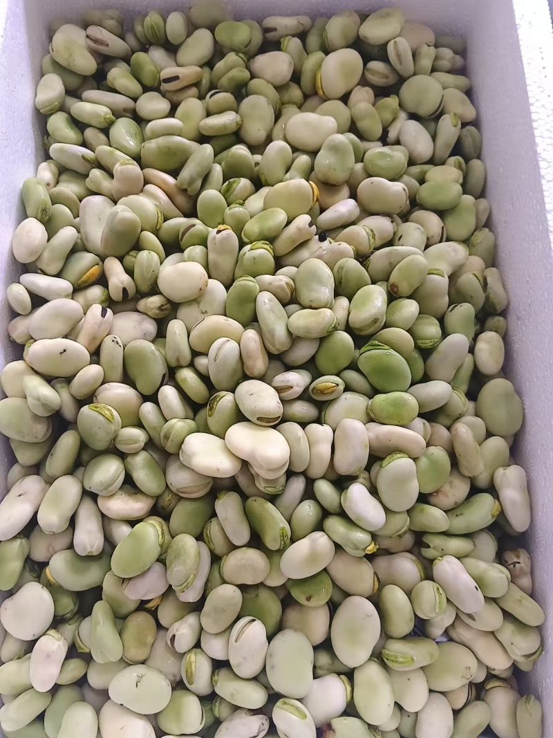 纯豆米农家干蚕豆米颗粒饱满