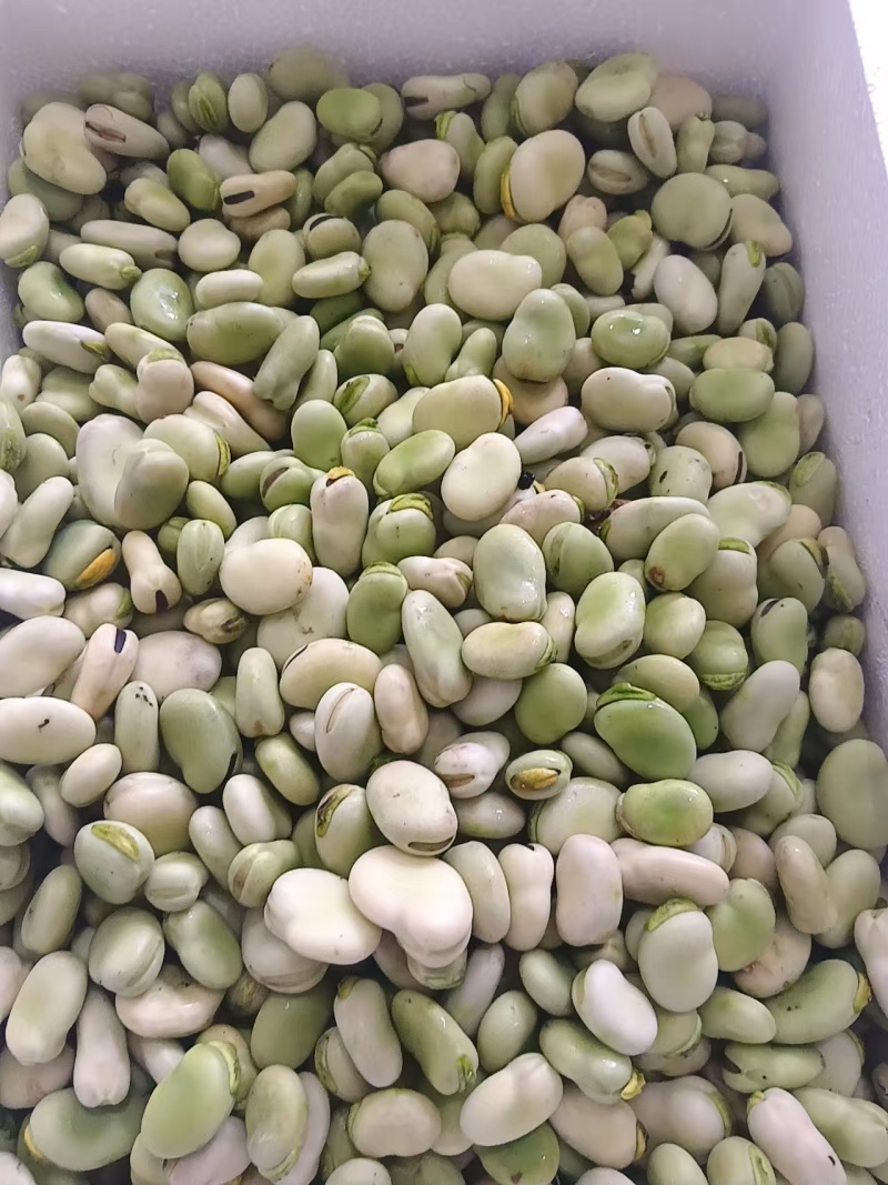 纯豆米农家干蚕豆米颗粒饱满