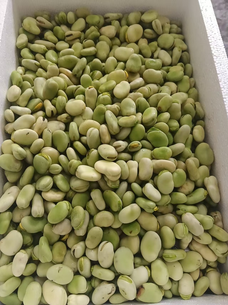 纯豆米农家干蚕豆米颗粒饱满