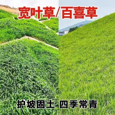 宽叶雀稗百喜草种子耐盐碱护坡固土绿化耐热夏季草种籽