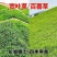 宽叶雀稗百喜草种子耐盐碱护坡固土绿化耐热夏季草种籽