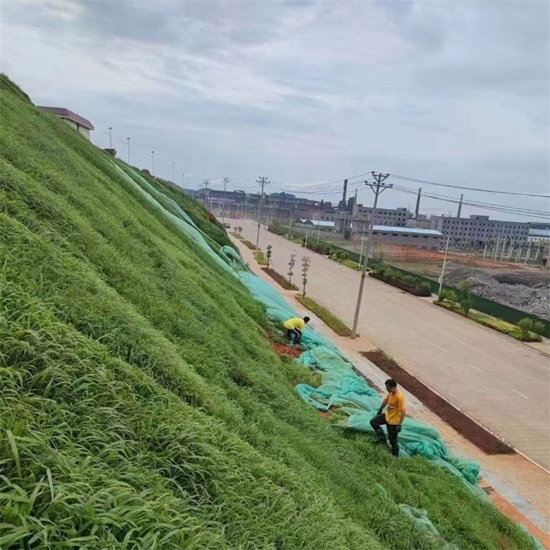 宽叶雀稗百喜草种子耐盐碱护坡固土绿化耐热夏季草种籽