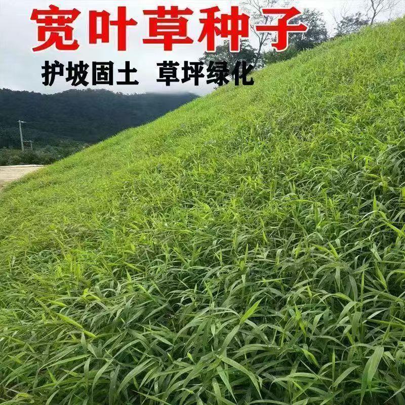 宽叶雀稗百喜草种子耐盐碱护坡固土绿化耐热夏季草种籽