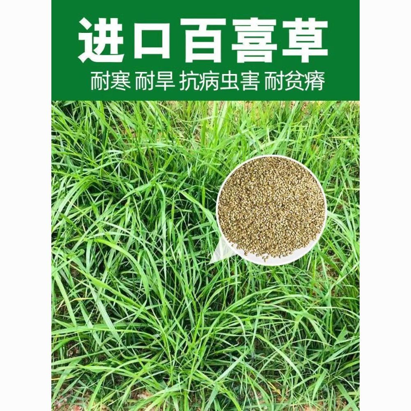 宽叶雀稗百喜草种子耐盐碱护坡固土绿化耐热夏季草种籽