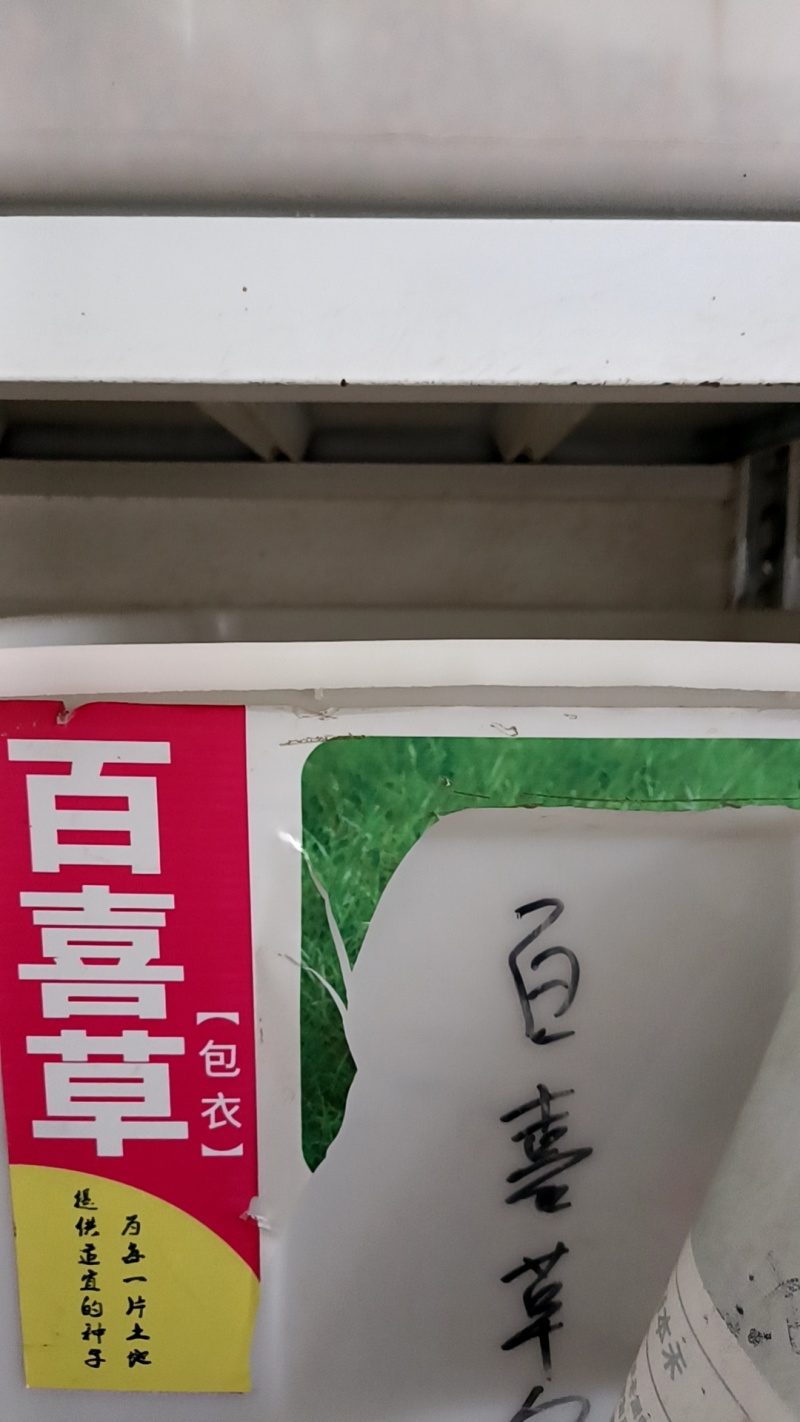 宽叶雀稗百喜草种子耐盐碱护坡固土绿化耐热夏季草种籽
