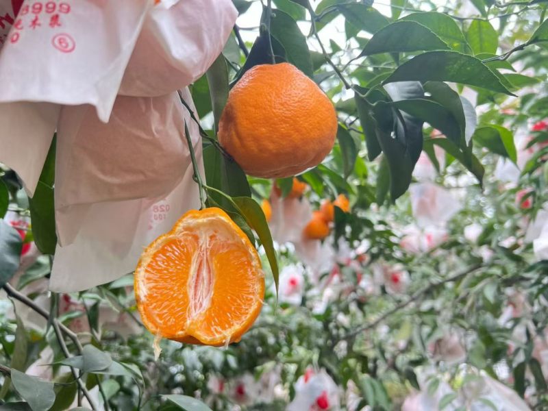 粑粑柑
