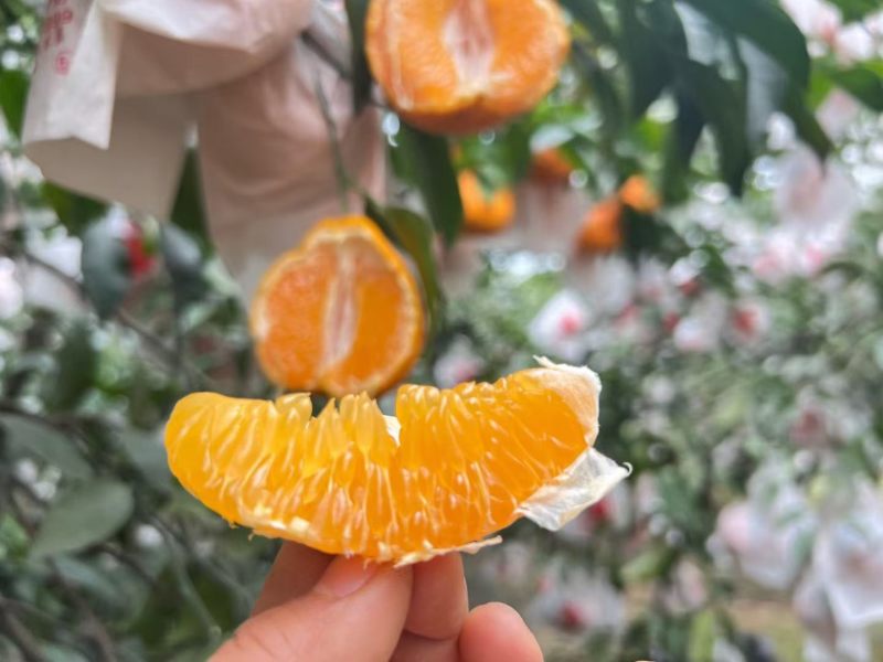 粑粑柑