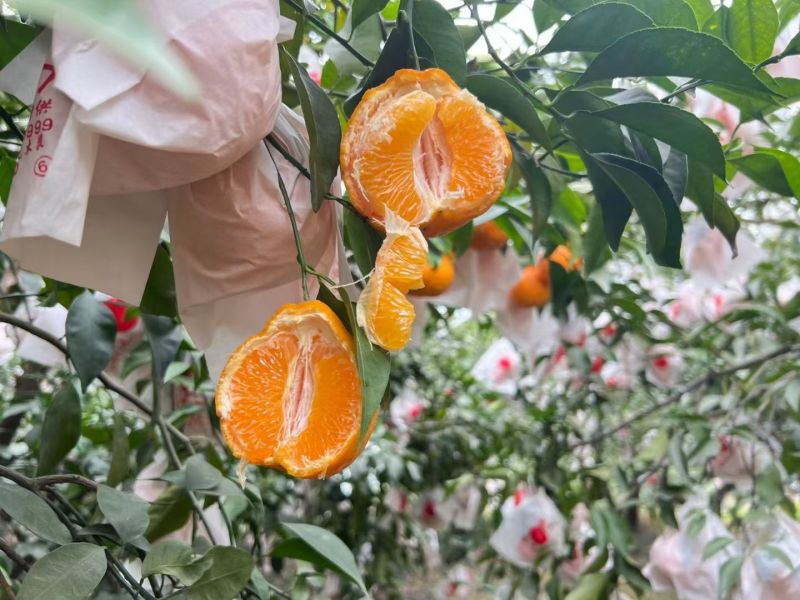 粑粑柑