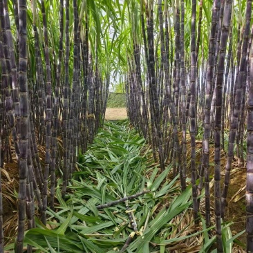 柳州东泉黑皮甘蔗广西甘蔗大量供应可视频看货欢迎来电