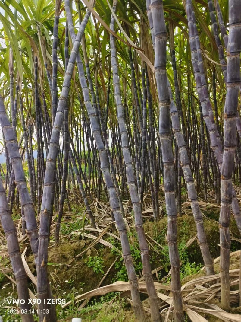 柳州东泉黑皮甘蔗广西甘蔗大量供应可视频看货欢迎来电