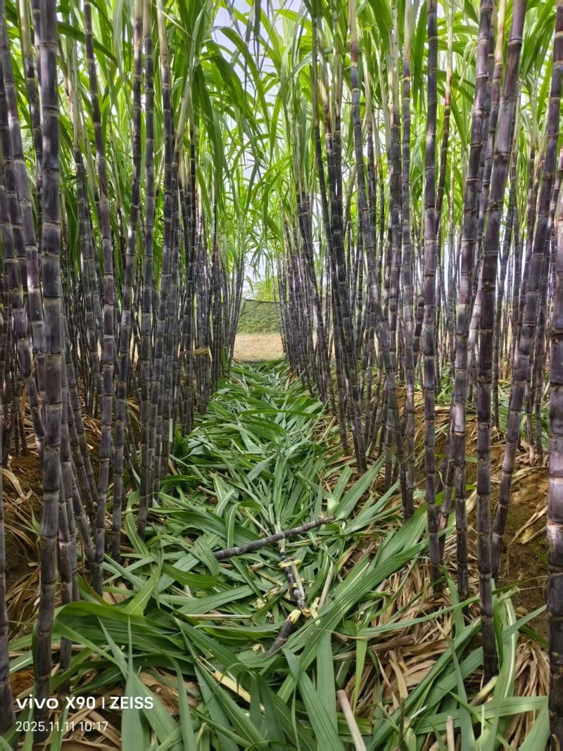 柳州东泉黑皮甘蔗广西甘蔗大量供应可视频看货欢迎来电