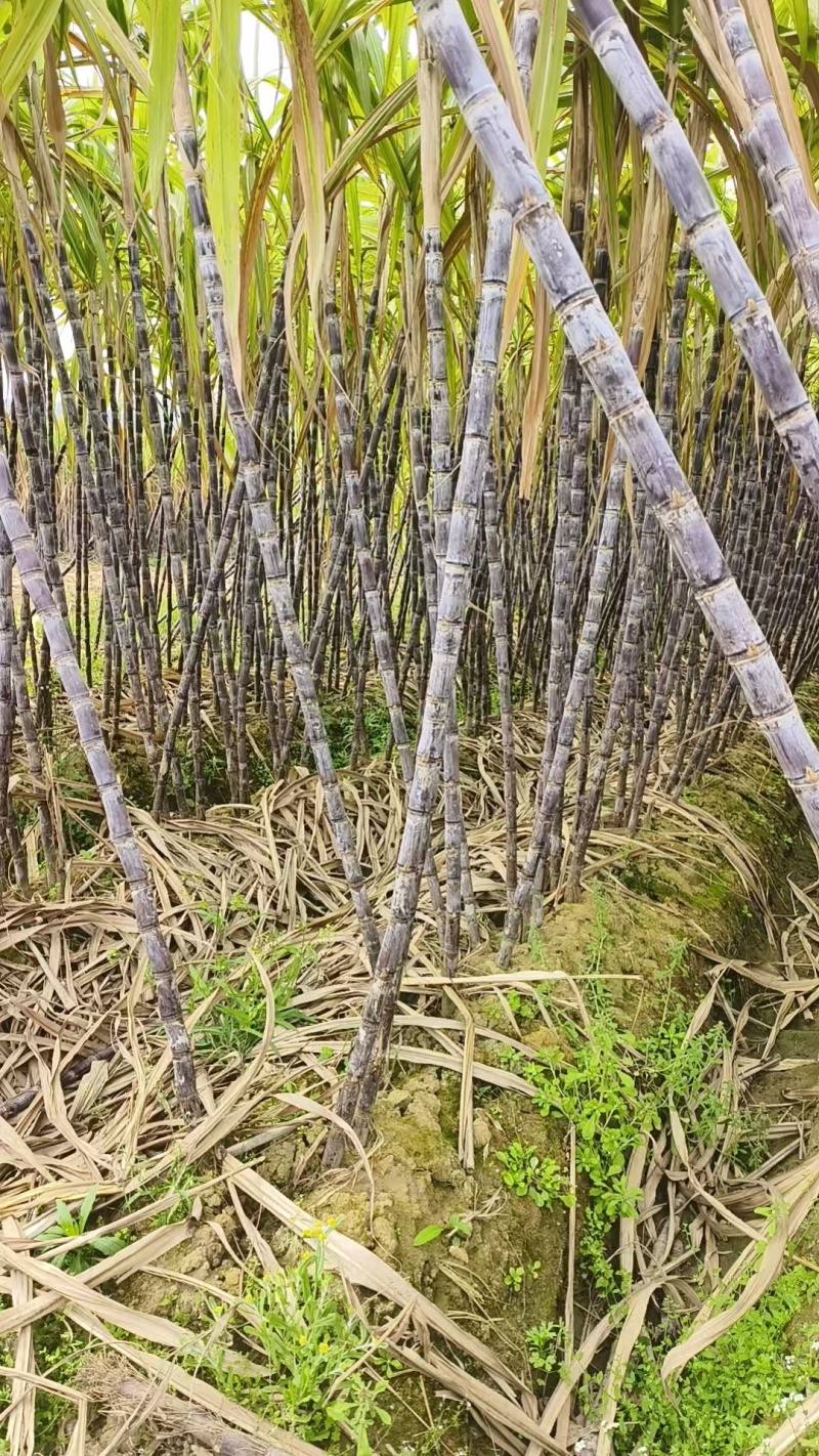 柳州东泉黑皮甘蔗广西甘蔗大量供应可视频看货欢迎来电