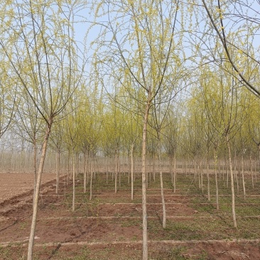 精品垂柳，基地自产自销