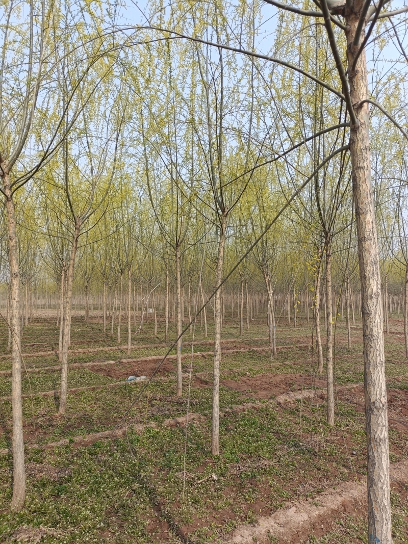精品垂柳，基地自产自销