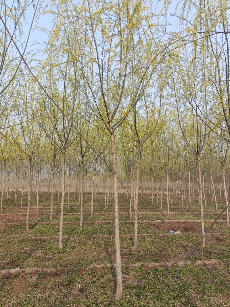 精品垂柳，基地自产自销